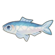 Anchovy