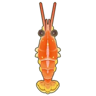 Angel Red Shrimp