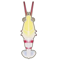 Banded Coral Shrimp