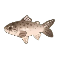 Bay Salmon