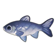 Black Carp