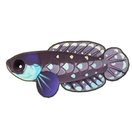 Blackfin Pearlfish