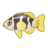 Black-Saddled Coral Grouper
