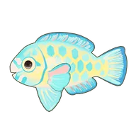 Blue Trim Parrotfish