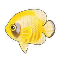 Bluecheek Butterflyfish