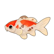 Calico Koi