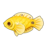 Canary Wrasse