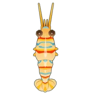 Candy-Striped Shrimp