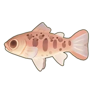 Cherry Salmon