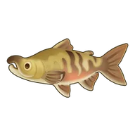 Chum Salmon