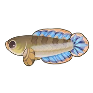 Dwarf Snakehead