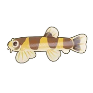 Eel Loach