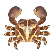 Flat Rock Crab
