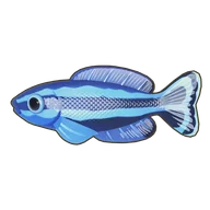 Four-Line Wrasse