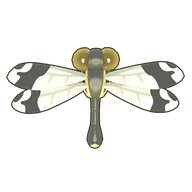 Giant Helicopter Damselfly