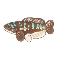 Giant Snakehead