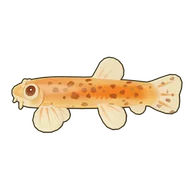 Gold Leopard Dojo Loach