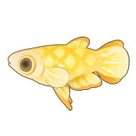 Golden Wonder Killifish