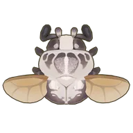 Goliath Beetle