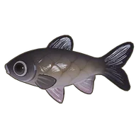 Grass Carp
