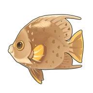 Gray Angelfish