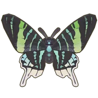 Green-Banded Urania