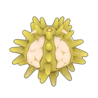 Green Sea Urchin