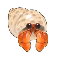 Hermit Crab