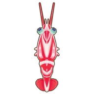 Hingebeak Shrimp