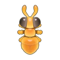 Honeypot Ant