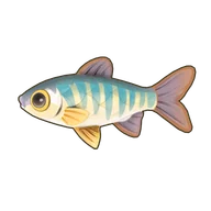 Hooksnout Carp