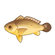 Large Yellow Croaker