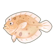 Largetooth Flounder