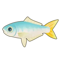 Leatherjacket Fish