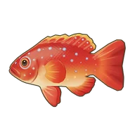 Leopard Coral Grouper