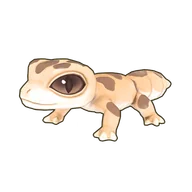 Leopard Gecko