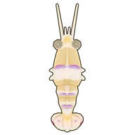 Magnificent Anemone Shrimp