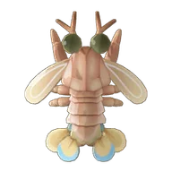Mantis Shrimp