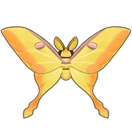 Moon Moth
