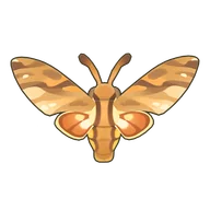 Morgan's Sphinx Moth