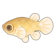 Mosquitofish