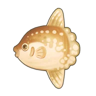 Ocean Sunfish