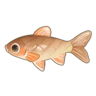 Phoenix Barb