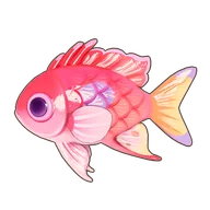 Pink Square Anthias