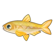 Pond Smelt