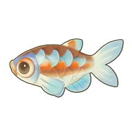 Rainbow Shiner