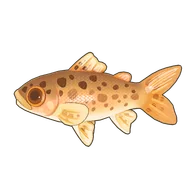 Rainbow Trout