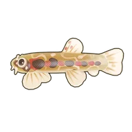 Red-Spotted Loach