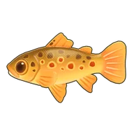 River Trout