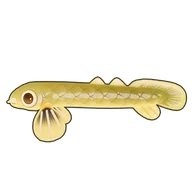 Ropefish